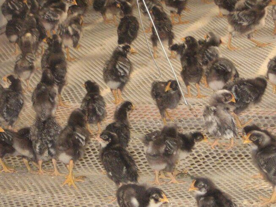 秋季如何預防雞呼吸道疾病