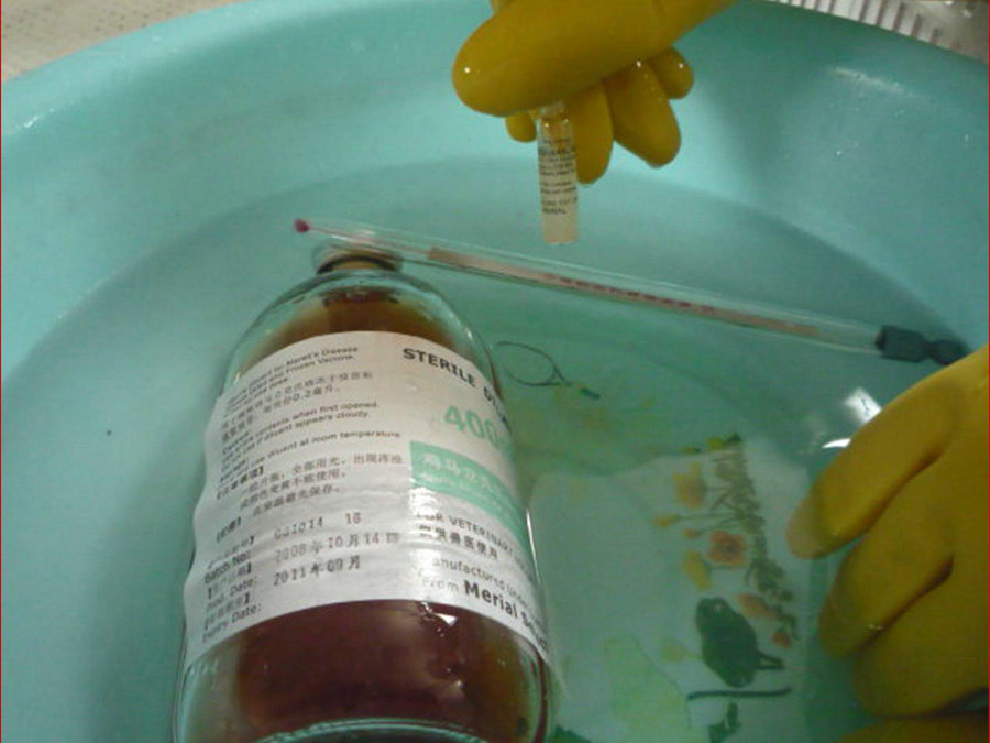 進口馬立克疫苗