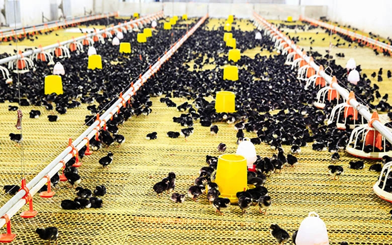 山東金秋農牧育雛育成場