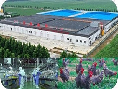 【網易】跟我一起看項目——汶上篇 | 汶上蘆花雞全產業鏈標準化生產基地項目